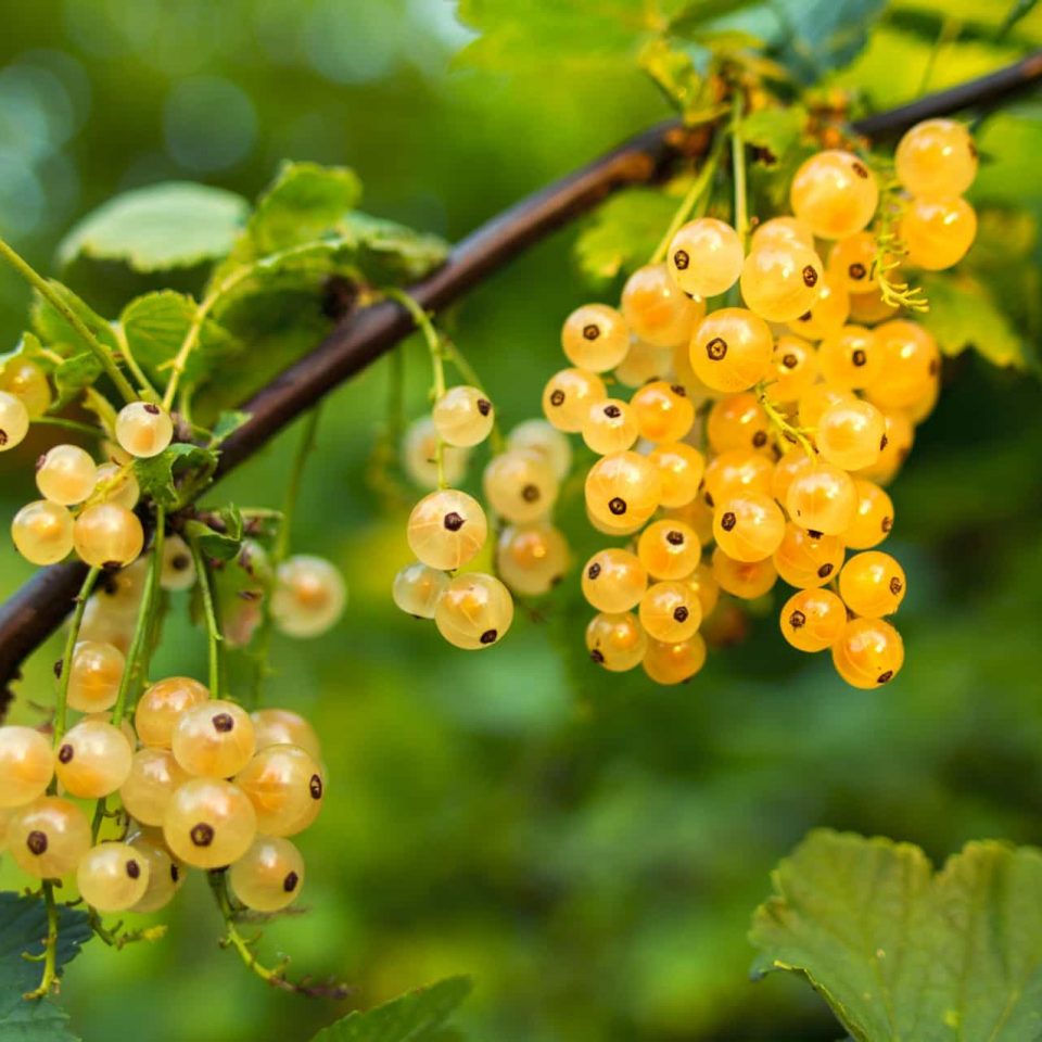 Bunch of grapes